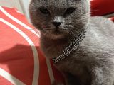 EVCİL Bİ KIZ British Shorthair