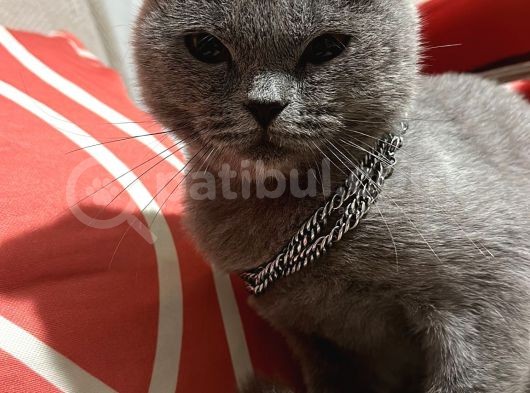 Evci̇l Bi̇ Kiz British Shorthair