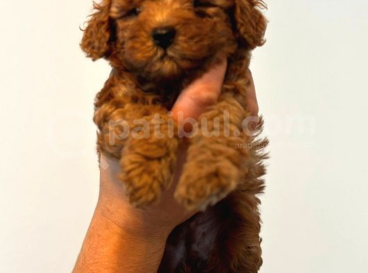 Ortalama 2 Kilo Kore Tea Cup Toy Poodle Dişi Yavrumuz görsel