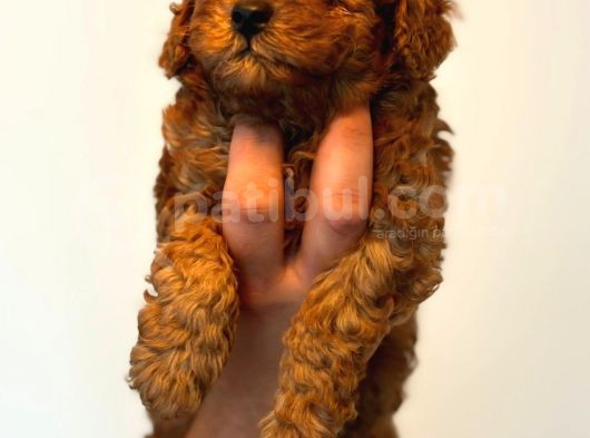Ortalama 2 Kilo Kore Tea Cup Toy Poodle Dişi Yavrumuz görsel