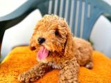 Son Kalan Red Toy Poodle Erkek Yavrumuz