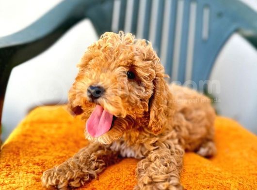 Son Kalan Red Toy Poodle Erkek Yavrumuz görsel