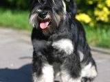 Şecereli Minyatür Schnauzer
