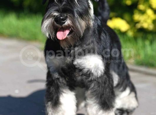 Şecereli Minyatür Schnauzer görsel