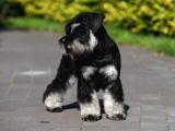 Şecereli Minyatür Schnauzer