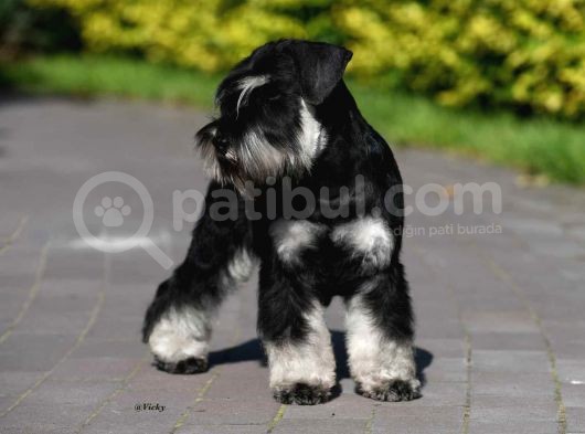 Şecereli Minyatür Schnauzer görsel