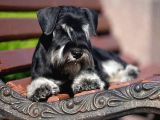 Şecereli Minyatür Schnauzer
