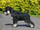 Şecereli Minyatür Schnauzer