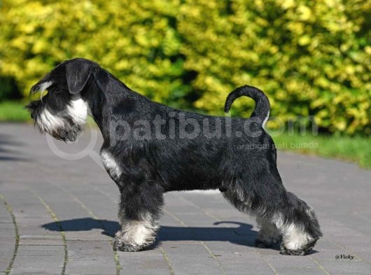 Şecereli Minyatür Schnauzer görsel
