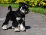 Şecereli Minyatür Schnauzer