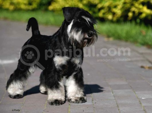 Şecereli Minyatür Schnauzer görsel