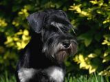 Şecereli Minyatür Schnauzer