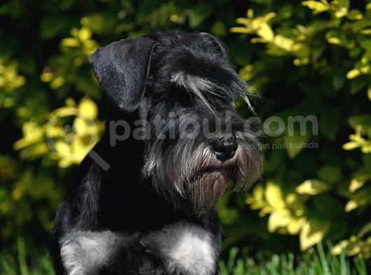 Şecereli Minyatür Schnauzer görsel