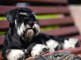 Şecereli Minyatür Schnauzer