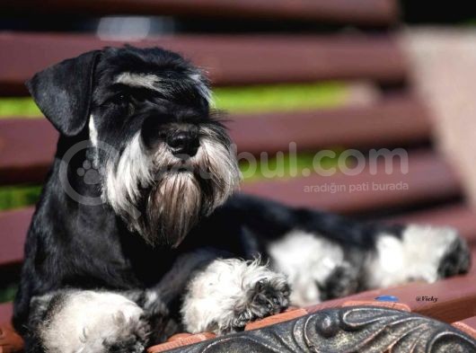 Şecereli Minyatür Schnauzer