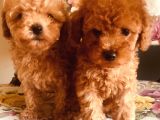 Safkan Toypoodle