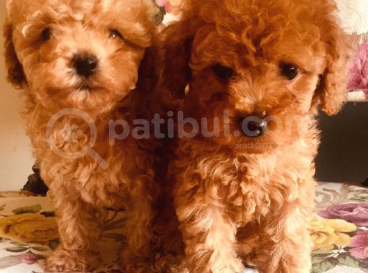 Safkan Toypoodle görsel