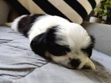 Shih Tzu Scr Li Tüm Aşıları Yapıldı A Kalite Tüm İllere Gönderim Mevcuttur Avrupa