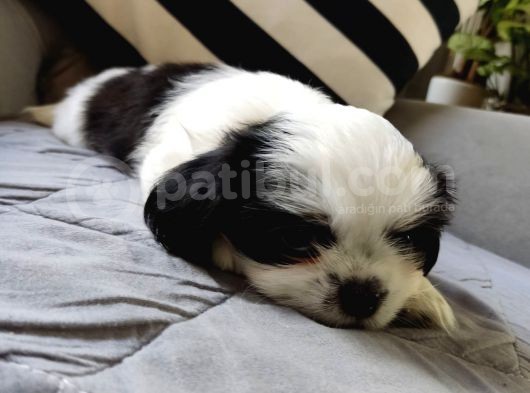 Shih Tzu Scr Li Tüm Aşıları Yapıldı A Kalite Tüm İllere Gönderim Mevcuttur Avrupa görsel