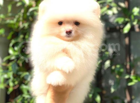 Karbeyaz Di̇şi̇ Pomerani̇an Boo görsel
