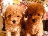 SAFKAN TOYPOODLE