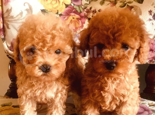 Safkan Toypoodle