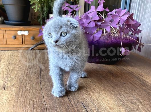 Scotti̇sh Fold Bebeği̇mi̇z Yeni̇ Yuvasini Ariyor görsel
