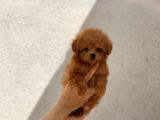 Orijinal Maltipoo Erkek Bebeğim Monky