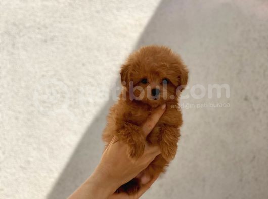 Orijinal Maltipoo Erkek Bebeğim Monky görsel