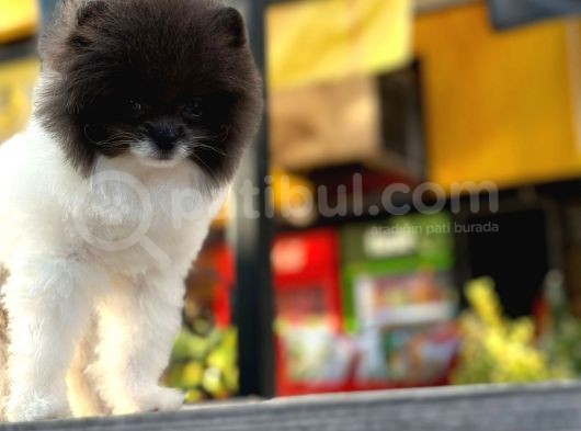 En Sevi̇mli̇ Teddy Bear Surat Yapisina Sahi̇p Pomerani̇an Boo Erkek görsel