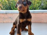 Orijinal show kalite doberman yavrular