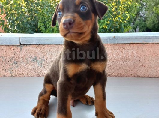 Orijinal Show Kalite Doberman Yavrular