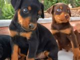 Orijinal Show Kalite Doberman Yavrular