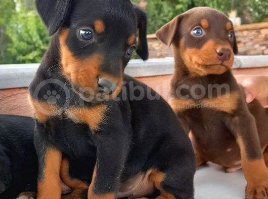 Orijinal Show Kalite Doberman Yavrular görsel