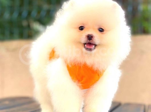Teddy Face Di̇şi̇ Pomerani̇an Boo görsel