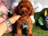 Evin Neşesi  Toy Poodle 