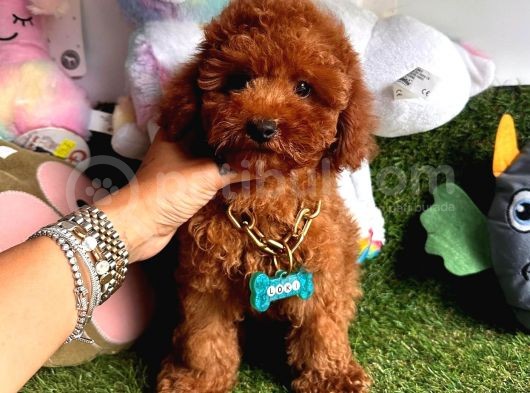 Evin Neşesi  Toy Poodle  görsel