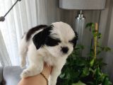 Shih Tzu Scr Li Tüm Aşıları Yapıldı A Kalite Tüm İllere Gönderim Mevcuttur Avrupa
