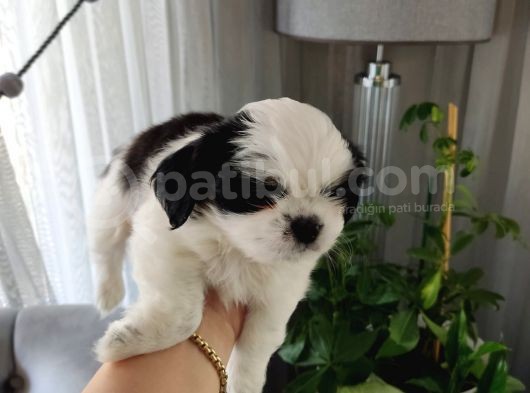 Shih Tzu Scr Li Tüm Aşıları Yapıldı A Kalite Tüm İllere Gönderim Mevcuttur Avrupa görsel