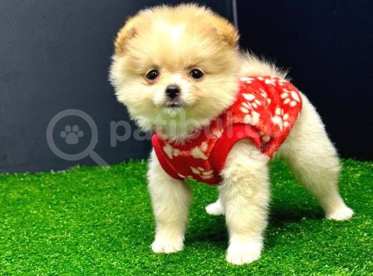2 Aylık Erke Ve Dişi Pomerania Bebekler görsel