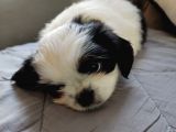 Shih Tzu SCR li Tüm Aşıları Yapıldı A Kalite Tüm İllere Gönderim Mevcuttur