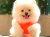 Teacup Mi̇ni̇ Boy Di̇şi̇ Pomerani̇an