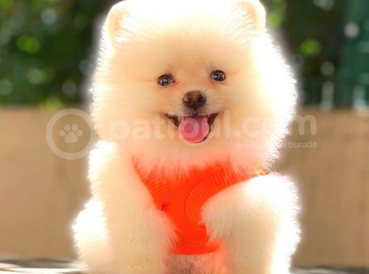 Teacup Mi̇ni̇ Boy Di̇şi̇ Pomerani̇an görsel