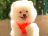 TEACUP MİNİ BOY DİŞİ POMERANİAN