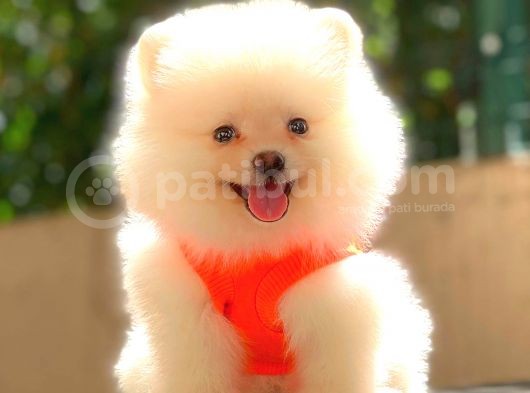 Teacup Mi̇ni̇ Boy Di̇şi̇ Pomerani̇an