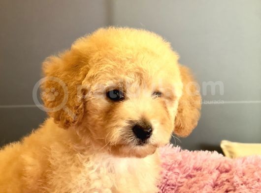 Poodle Yavrular görsel