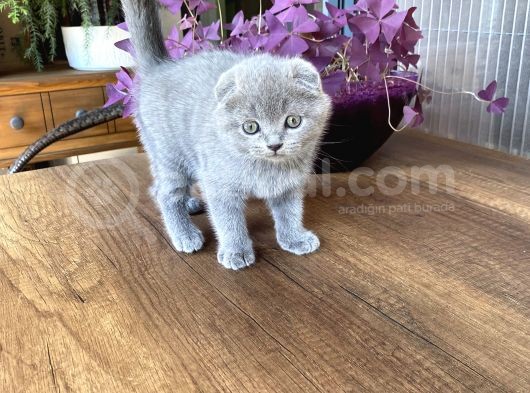 Scotti̇sh Fold Bebeği̇mi̇z Yeni̇ Yuvasini Ariyor