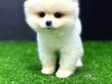 2 aylık erke ve dişi pomerania bebekler