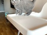 Scotti̇sh Fold Bebeği̇mi̇z Yeni̇ Yuvasini Ariyor