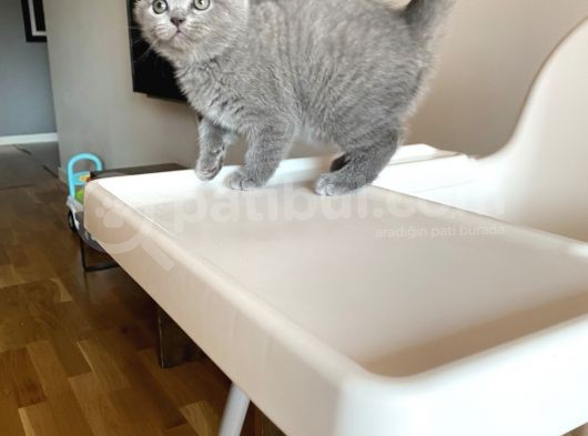 Scotti̇sh Fold Bebeği̇mi̇z Yeni̇ Yuvasini Ariyor görsel